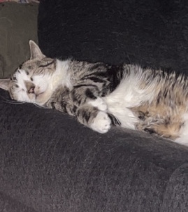 Male cat for free