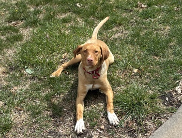 Chesapeake Bay Retriever – Ricky - Chesapeake Bay Retriever/English Pointer – North Platte