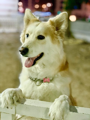 Siberian Husky – husky for sale asap
