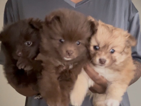 Pomeranian – Pomeranian – Detroit