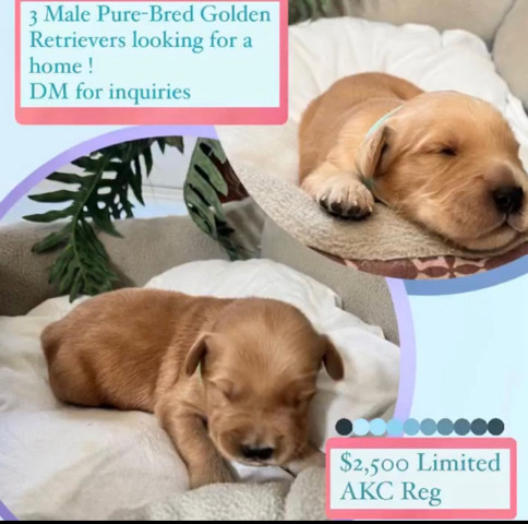 Golden Retriever – AKC Golden Retriver