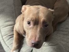 American Pit Bull Terrier – pitbull – Newport News