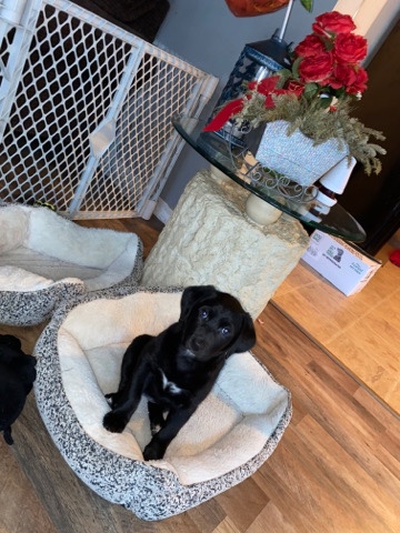 Labrador Retriever – female puppy who needs a home