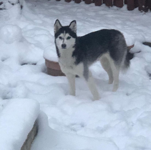 Siberian Husky – K.I.B.A.