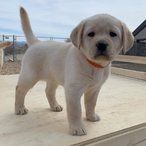 Labrador Retriever – Retriever Labrador