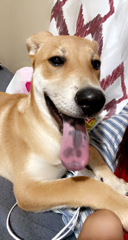 Labrador Retriever – Lab Mix Puppy