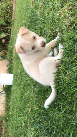 puppy husky pitbull