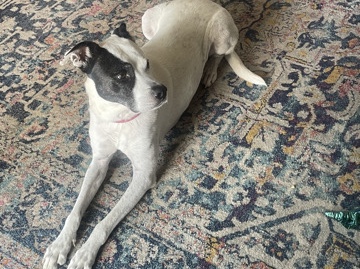Mixed Breed – great dog needs new home due to child with severe allergies – Houston