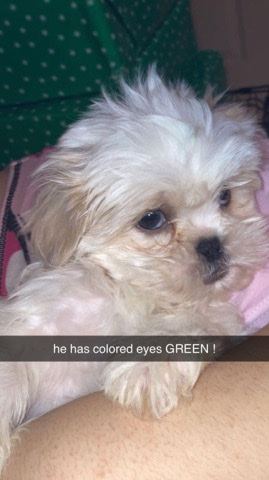 Shih Tzu – Dog