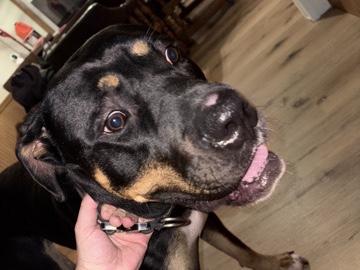 Rottweiler – Rosco – Atalissa