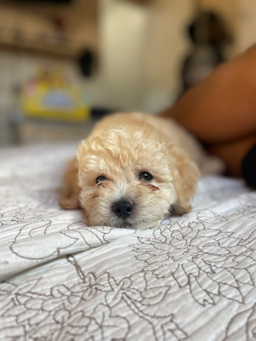 multipoo
