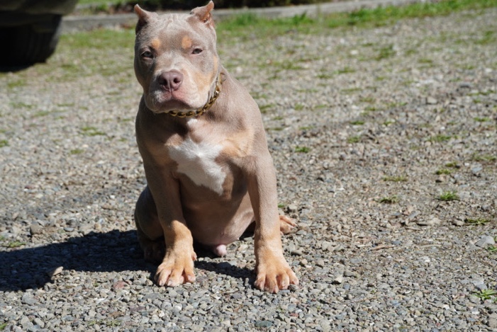 American xl bully