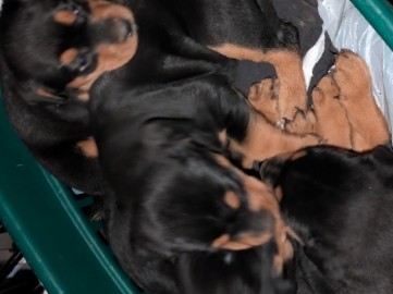 Rottweiler – Rottweiler puppies – Kansas City