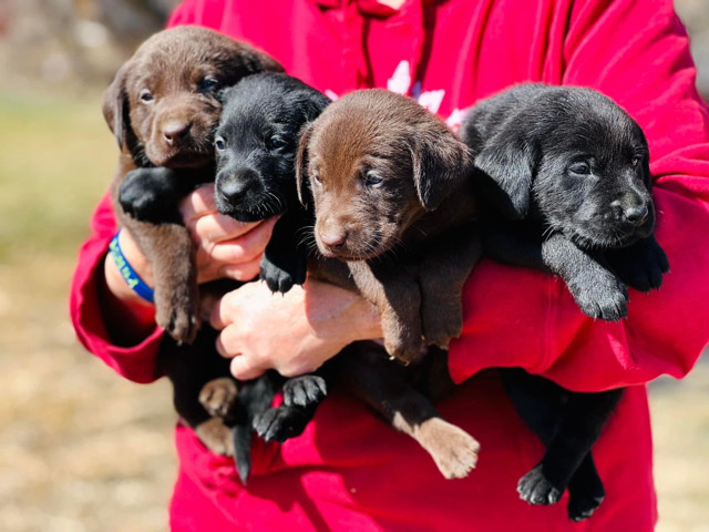 Labrador Retriever – Just the cutest labs.