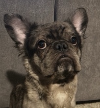 French Bulldog – Full Fluffy French Bulldog
