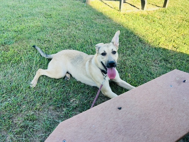 German Shepherd – Canela – Columbia
