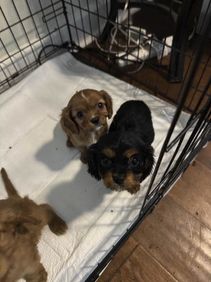 Cavalier King Charles Spaniel – cavalier king charles spaniel Pups – Essex