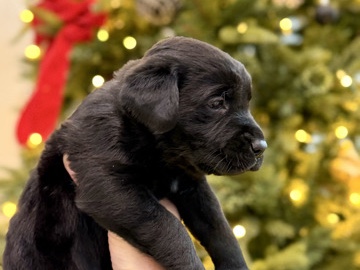 Image of Labrador Retriever