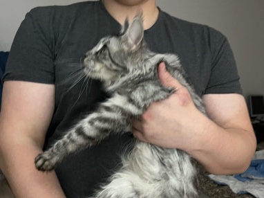Maine Coon – Maine coon pige – Brabrand