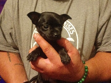 Chihuahua – Chihuahua pups – Tool