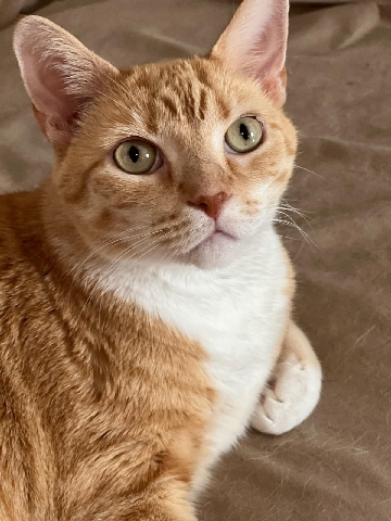 Russian White, Black and Tabby – 3 bonded female ginger tabby