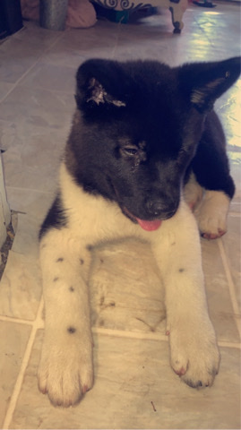 Akita – American Akita