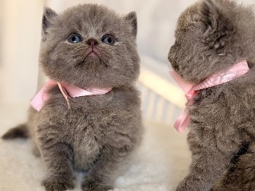 British Shorthair – pure british  Shorthair  kittens – West Yorkshire