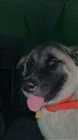 Akita German Shepherd mix