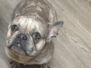 French Bulldog – French Bulldog – Burlington