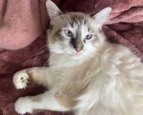 Ragdoll – Ragdoll Mix
