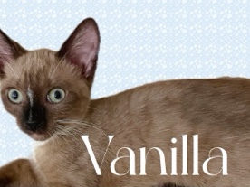 Siamese – Vanilla aka goofball