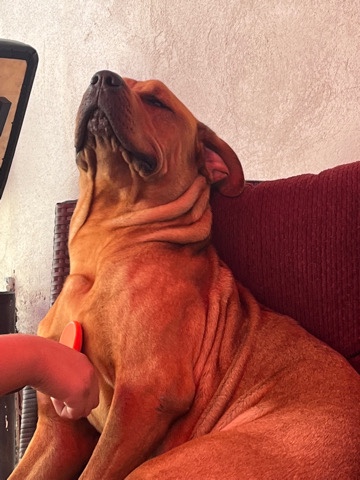 Cane Corso – Cane Corso/Male