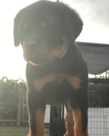 Rottweiler – Beautiful Show Rottweiler puppies