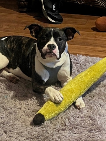 American Pit Bull Terrier – female pitbull