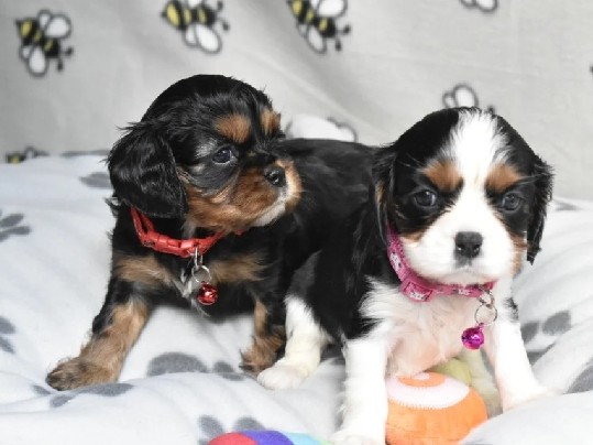 Cavalier King Charles Spaniel – FULLY HEALTH TESTED KC CAVALIERS PUPPIES – Moss Point