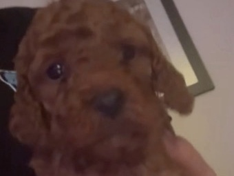 cockapoo dog