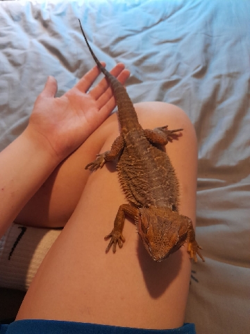 bearded dragon