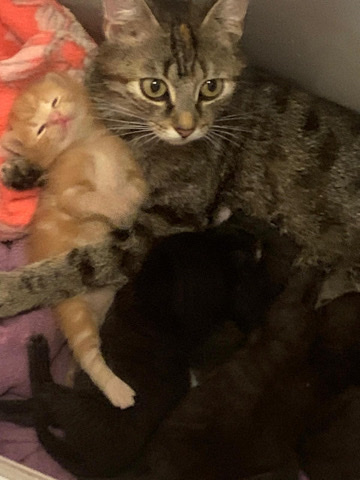 British Shorthair – 5 beautiful kitties
