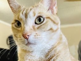 American Shorthair – Waffles – Converse