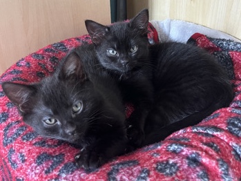 Russian White, Black and Tabby - cute black kitties looking for a home  available for adoption in London