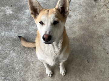 Rehome for Estrella ⭐️⭐️⭐️⭐️⭐️