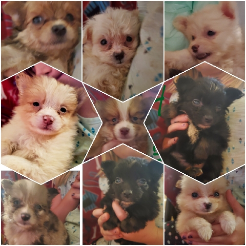 Pomeranian – pomeranian puppies merles parti and rare