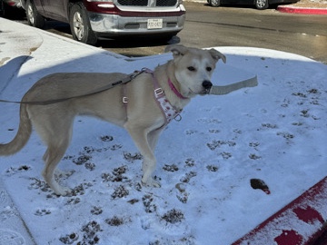 Labrador Husky – Rehoming Luna – New Braunfels