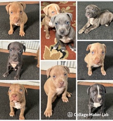 American Pit Bull Terrier – All American Pit Bull Terriers