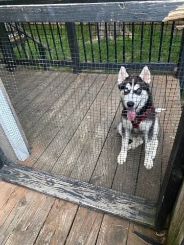 Siberian Husky