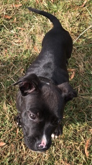 American Pit Bull Terrier – full blood pitt