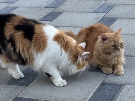 Persian (Traditional) – Persian Cats for Sale – Ruwais