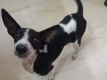 Indian pariah dog - A cute indie puppy looking for a forever home available for adoption in Chak Thakurani