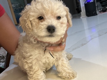 Maltipoo – Maltipoo puppies – Rockledge