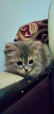 Persian (Modern) – persian cat